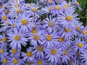 fotografie Zahradní květiny Ialian Aster, Amellus světle modrá