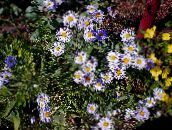 照片 园林花卉 Ialian翠菊, Amellus 紫丁香