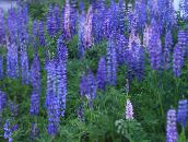 nuotrauka Sodo Gėlės Streamside Lubinai, Lupinus šviesiai mėlynas