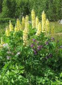 photo Garden Flowers Streamside Lupin, Lupinus yellow