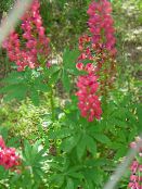 ფოტო ბაღის ყვავილები Streamside ლუპინსა, Lupinus წითელი