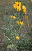 ფოტო ბაღის ყვავილები იტალიური ქუდი, ნაცრისფერი ხელმძღვანელობდა Coneflower, თავდაყირა Prairie Coneflower, ყვითელი Coneflower, წითელი ქუდები, Ratibida ყვითელი