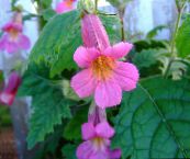 foto Tuin Bloemen Chinees Vingerhoedskruid, Rehmannia roze