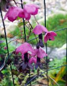 foto Trädgårdsblommor Lila Klocka Vinstockar, Rhodochiton rosa