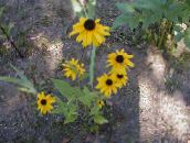 fotografie Zahradní květiny Black-Eyed Susan, Východní Třapatka, Oranžová Třapatka, Efektní Třapatka, Rudbeckia žlutý