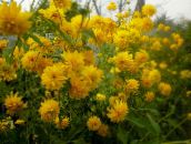foto Flores do Jardim Susan De Olhos Pretos, Coneflower Oriental, Alaranjado Coneflower, Coneflower Vistoso, Rudbeckia amarelo