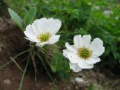 снимка Градински цветове Callianthemum бял