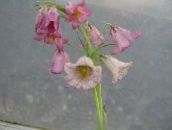 φωτογραφία Λουλούδια κήπου Στέμμα Αυτοκρατορική Fritillaria ροζ
