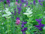 照片 园林花卉 鼠尾草，画圣人，圣人Horminum, Salvia 白