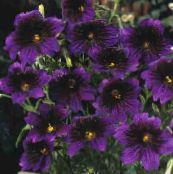 foto Flores de jardín Lengua Pintada, Salpiglossis púrpura