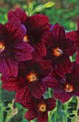 foto Have Blomster Malet Tungen, Salpiglossis bordeaux