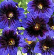 foto Have Blomster Malet Tungen, Salpiglossis blå