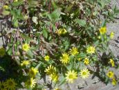 フォト 庭の花 忍び寄る百日草、sanvitalia 黄