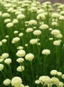 φωτογραφία Λουλούδια κήπου Λεβάντα Βαμβάκι, Ιερό Βότανο, Έδαφος Κυπαρίσσι, Μικροκαμωμένη Κυπαρίσσι, Πράσινο Santolina λευκό