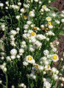 fotografie Záhradné kvety Okrídlený Večný, Ammobium alatum biely
