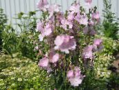 φωτογραφία Λουλούδια κήπου Checkerbloom, Μικρογραφία Hollyhock, Λιβάδι Μολόχα, Πούλι Μολόχα, Sidalcea ροζ