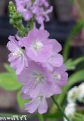 foto Flores do Jardim Checkerbloom, Hollyhock Miniatura, Pradaria Malva, Malva Checker, Sidalcea lilás