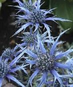 фото Садовые цветы Синеголовник, Eryngium голубой