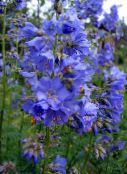 bilde Hage Blomster Jakobs Stige, Polemonium caeruleum lyse blå