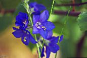 fotografie Záhradné kvety Jakubov Rebrík, Polemonium caeruleum modrá