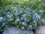 bilde Hage Blomster Blå Dogbane, Amsonia tabernaemontana lyse blå