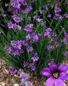 foto I fiori da giardino Stout Erba Dagli Occhi Azzurri, Occhi Blu-Erba, Sisyrinchium lilla