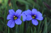 フォト 庭の花 スタウト青い目草、青目、草, Sisyrinchium ライトブルー