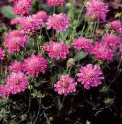粉红色 Scabiosa，枕形花