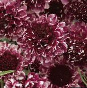 снимка Градински цветове Scabiosa, Игленик Цвете винен