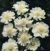 bilde  Scabiosa, Nålepute Blomst hvit