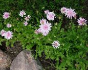 fotografie Gradina Flori Pink Hawk Barba, Hawksbeard, Crepis roz