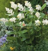 ფოტო ბაღის ყვავილები კანადაში Mayflower, ცრუ მდელოს შროშანი, Smilacina, Maianthemum  canadense თეთრი
