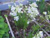 fotoğraf Bahçe çiçekleri Cennetin Gül, Viscaria, Silene coeli-rosa beyaz