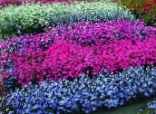 фото Садовые цветы Смолка (Вискария), Viscaria, Silene coeli-rosa голубой