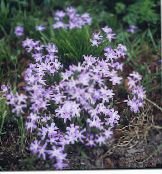 zdjęcie Ogrodowe Kwiaty Hionodoksa (Snowman), Chionodoxa liliowy