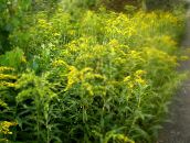 foto Vrtne Cvjetovi Goldenrod, Solidago žuta