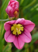 ფოტო ბაღის ყვავილები Sparaxis, არლეკინი Flower ვარდისფერი