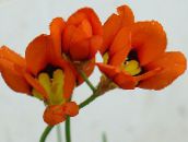 foto Flores de jardín Sparaxis, Flor Arlequín rojo