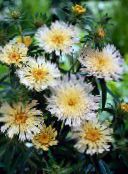 foto I fiori da giardino Fiordaliso Aster, Aster Stokes, Stokesia bianco