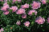 ფოტო ბაღის ყვავილები ღიღილოს Aster, Stokes Aster, Stokesia ვარდისფერი