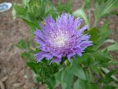 lilac Cornflower Aster, Stokes Aster