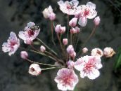 ფოტო ბაღის ყვავილები აყვავებული Rush, Butomus ვარდისფერი
