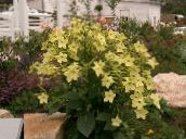 foto Dārza Ziedi Ziedošs Tabaka, Nicotiana dzeltens