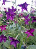 foto Trädgårdsblommor Blommande Tobak, Nicotiana violett
