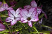 ფოტო ბაღის ყვავილები აყვავებული თამბაქოს, Nicotiana იასამნისფერი