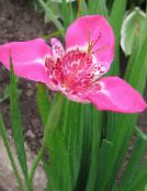 粉红色 老虎花，墨西哥贝壳花
