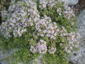 bilde Hage Blomster Hage Timian, Engelsk Timian, Vanlig Timian, Thymus hvit