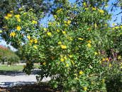 снимка Градински цветове Слънчогледово Дърво, Дърво Невен, Див Слънчоглед, Мексикански Слънчоглед, Tithonia жълт