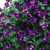 kuva Puutarhakukat Klovni Kukka, Kolmiotukivarret Kukka, Torenia violetti