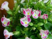 foto  Klovn Blomst, Wishbone Blomst, Torenia pink